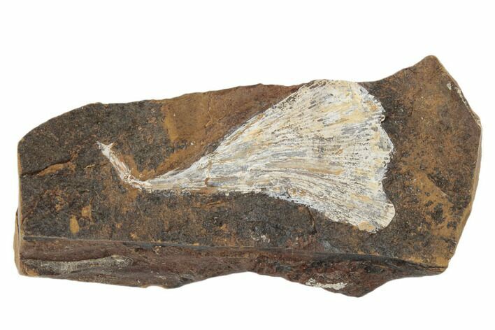 Fossil Ginkgo Leaf From North Dakota - Paleocene #189034
